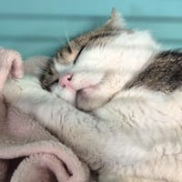 SHAZAM, chat à adopter