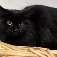 CLIO, chatte à adopter