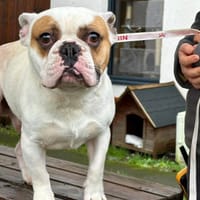 URSULL, chien à adopter