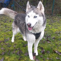 Laïka, chienne à adopter