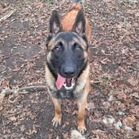 Flash, chien à adopter