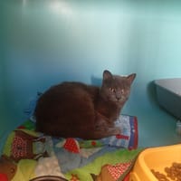 JAMOKA, chatte à adopter