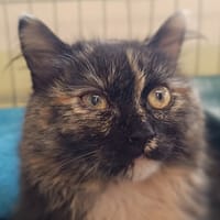 Brownie, chatte à adopter