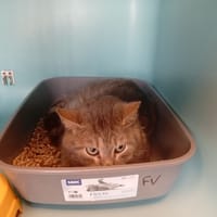 JINX att test calici, chat à adopter