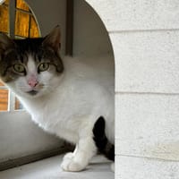 GIROUETTE, chatte à adopter