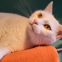 LEONIE, chatte à adopter