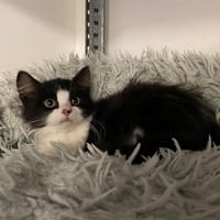 wilson, chat à adopter