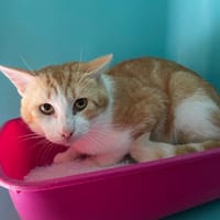 GULLIVER (réservé), chat à adopter