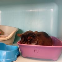 JAK, chat à adopter