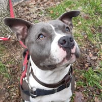 Evoila, chienne à adopter