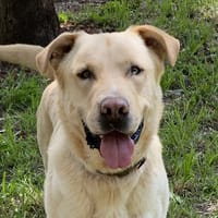 ozzy, chien à adopter