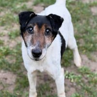 Joker CAA14654, chien à adopter