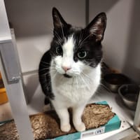 Félix, chat à adopter