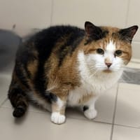 Moush CAB4314, chatte à adopter