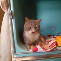 JIPCE att sté, chat à adopter