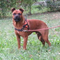 Adonis, chien à adopter