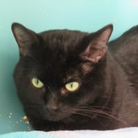 MAURITZ, chat à adopter