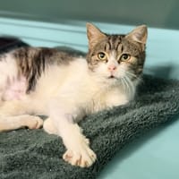 Chloe CAB5157, chatte à adopter