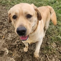 VOYOU, chien à adopter