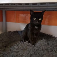 ECLAIR, chat à adopter