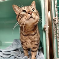 PAb28487 Jacky, chat à adopter