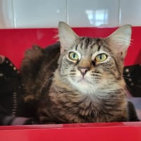 SKY, chat à adopter