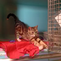 JOY att sté, chatte à adopter