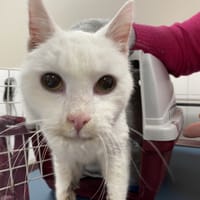 CLOCLO, chat à adopter