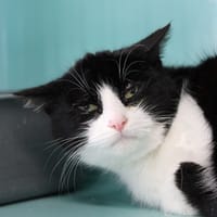 Cochonou, chat à adopter