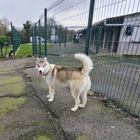 WOLFY, chien à adopter