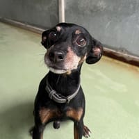 LASKY, chien à adopter