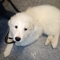 atlas, chien à adopter