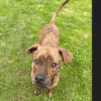 VI, chienne à adopter