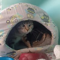 CEBA att sté 09/02/26, chatte à adopter