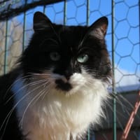 Aloé, chatte à adopter