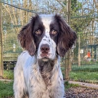 MINETTE, chienne à adopter