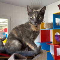 TREK, chatte à adopter