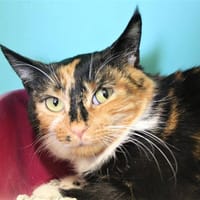 LEONIE, chatte à adopter