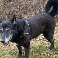 DARK, chien à adopter