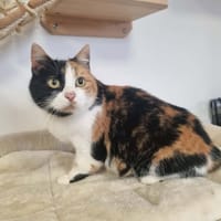SAVANE, chatte à adopter