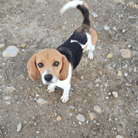 Muffin (EN COURS D'ADOPTION), chienne à adopter