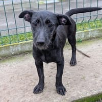 LIO, chienne à adopter