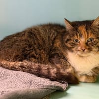 Fraise CAB5032, chatte à adopter