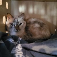 KISS, chatte à adopter