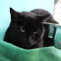 Tirelire, chatte à adopter