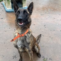 Rita paa24071, chienne à adopter