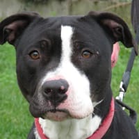 SOMBRA HAA24704, chienne à adopter