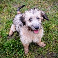 ZAZIE, chienne à adopter