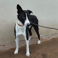 APPY PAA24072, chien à adopter