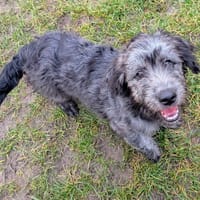 KENDJI, chien à adopter